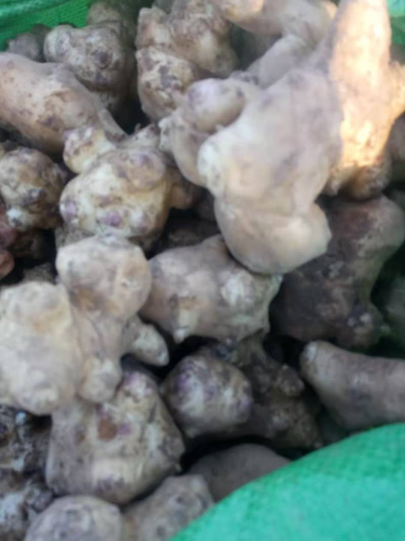 山东滨州红白洋姜大批量上市，欢迎叨扰。基地直销。现挖现装