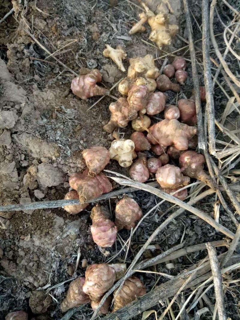 山东滨州红白洋姜大批量上市，欢迎叨扰。基地直销。现挖现装