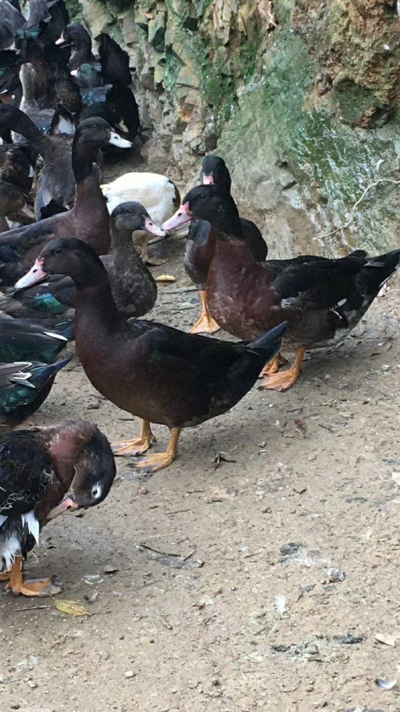 鸭苗四点麻鸭苗番鸭苗孵化基地麻鸭四点麻