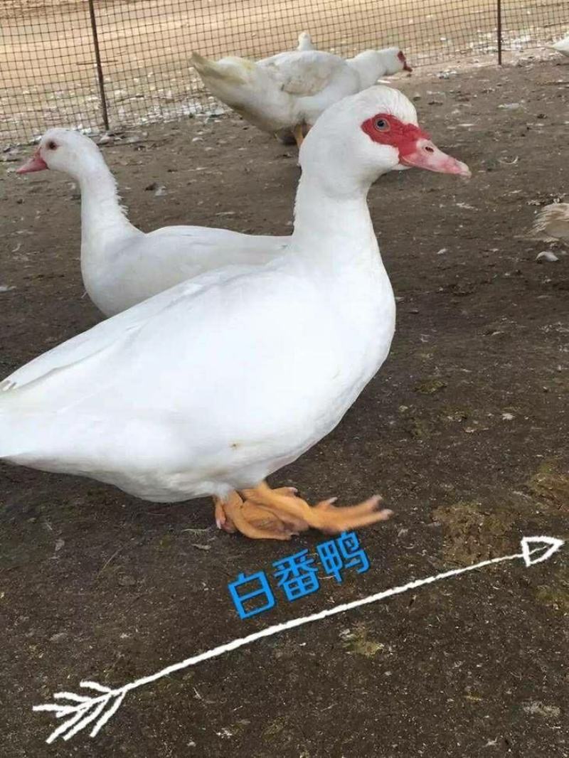 鸭苗四点麻鸭苗番鸭苗孵化基地麻鸭四点麻