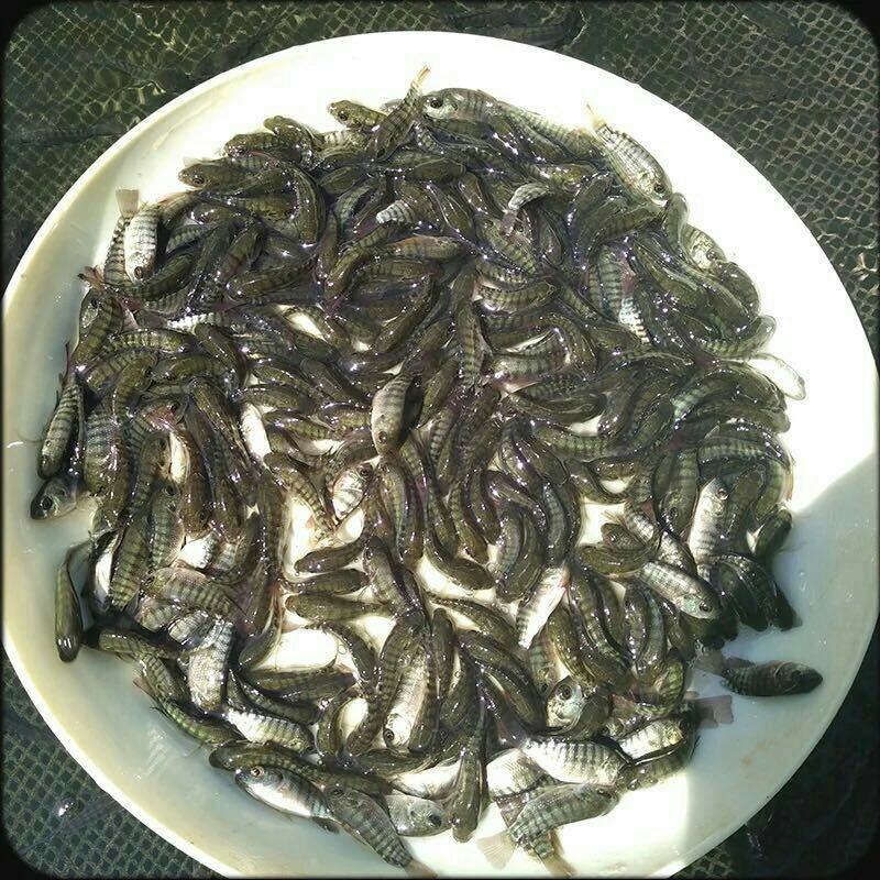 海南一号罗非鱼苗，恒生一号罗非鱼苗，抗寒罗非苗脆肉罗非苗