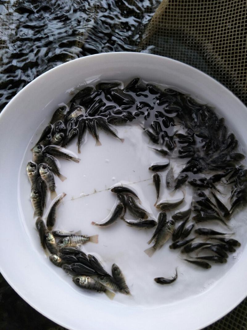 海南一号罗非鱼苗，恒生一号罗非鱼苗，抗寒罗非苗脆肉罗非苗