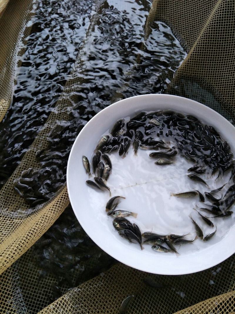 海南一号罗非鱼苗，恒生一号罗非鱼苗，抗寒罗非苗脆肉罗非苗