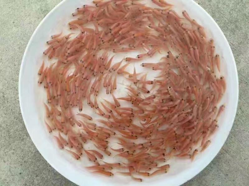 海南一号罗非鱼苗，恒生一号罗非鱼苗，抗寒罗非苗脆肉罗非苗