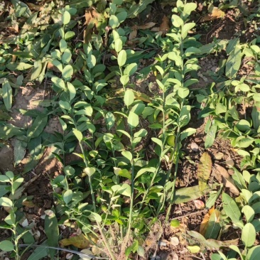 卫矛，苇毛基地直销，各种绿化苗木齐全，，，，