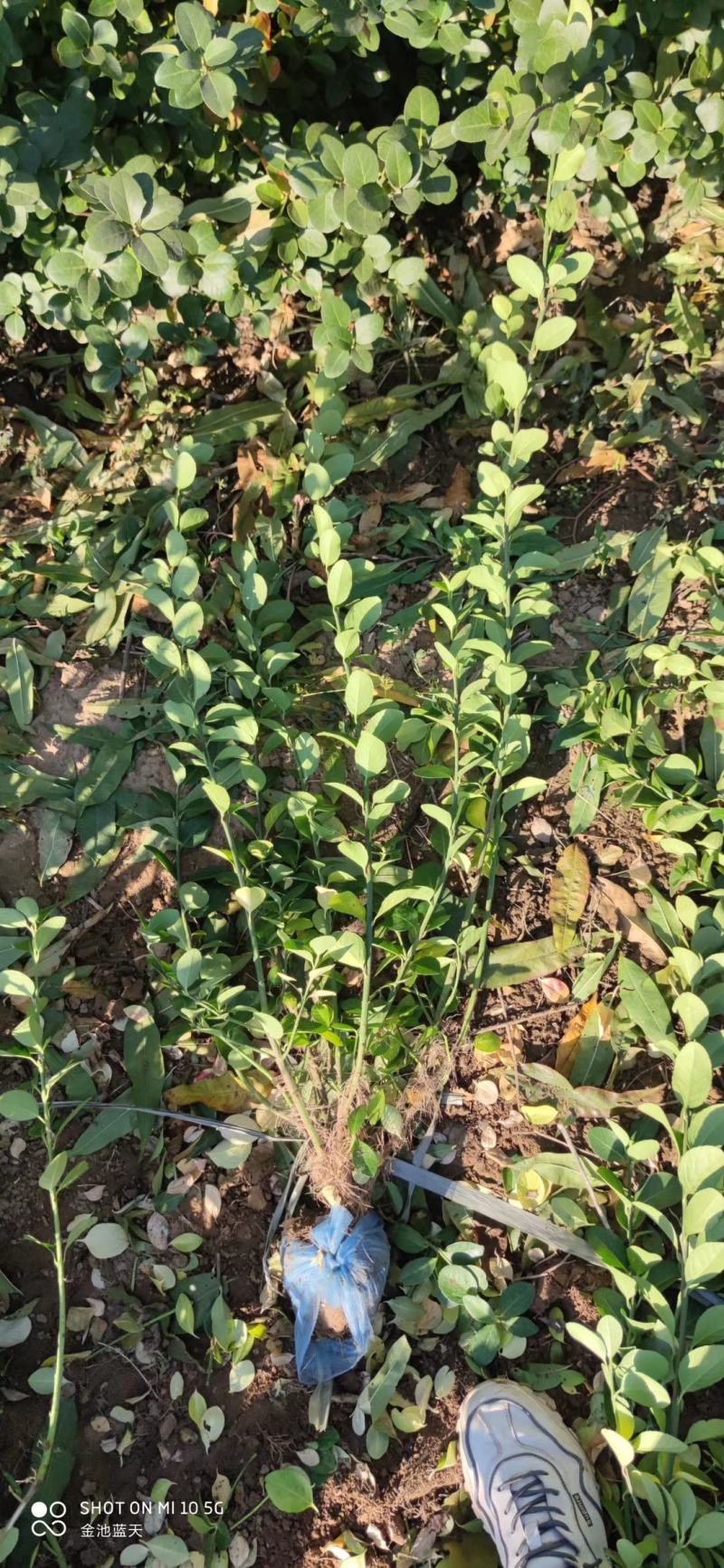 卫矛，苇毛基地直销，各种绿化苗木齐全，，，，
