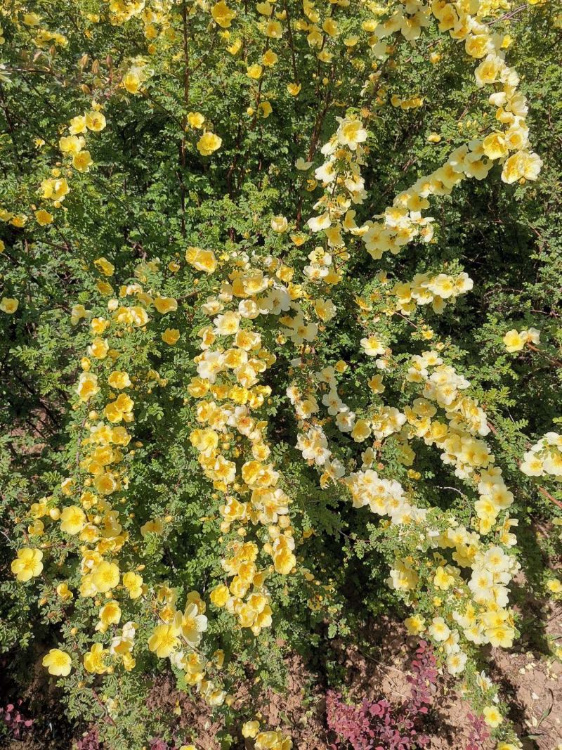 河北黄剌玫，河北从生黄刺玫，河北大棵黄刺玫供应