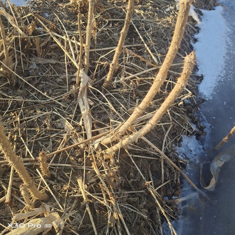 大量出售刺嫩芽苗和刺嫩芽籽有需要可以的联系我
