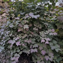 河北天目琼花，河北从生天目琼花，河北大棵天目琼花供应