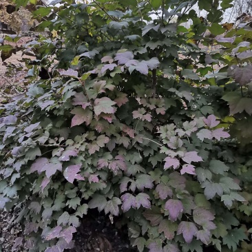 河北天目琼花，河北从生天目琼花，河北大棵天目琼花供应