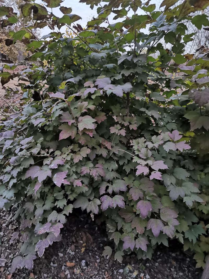 河北天目琼花，河北从生天目琼花，河北大棵天目琼花供应