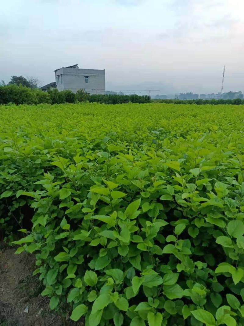 桑树苗，可供地苗30万株，大叶桑，欢迎联系下单