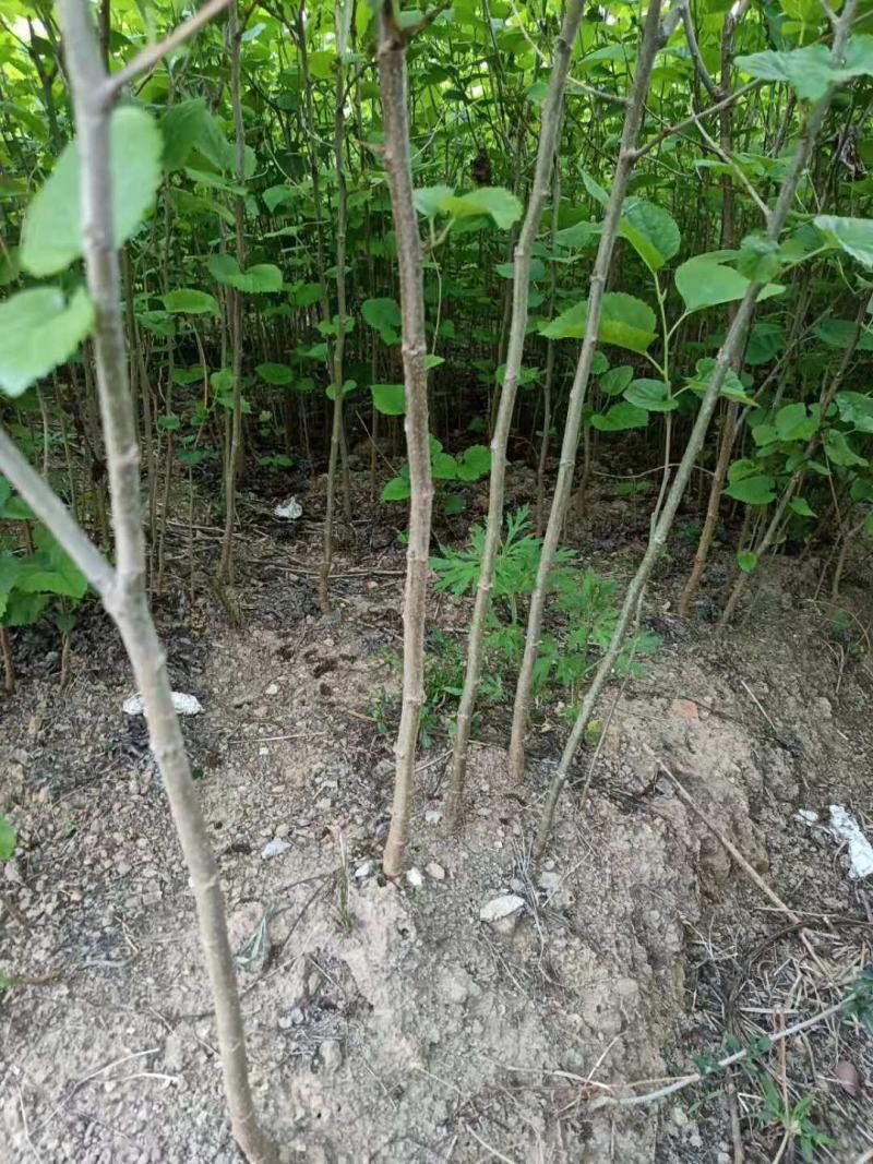 桑树苗，可供地苗30万株，大叶桑，欢迎联系下单