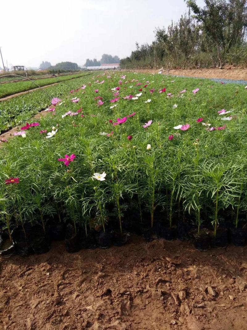 波斯菊，格桑花，基地直销，常年供应各种绿化苗木