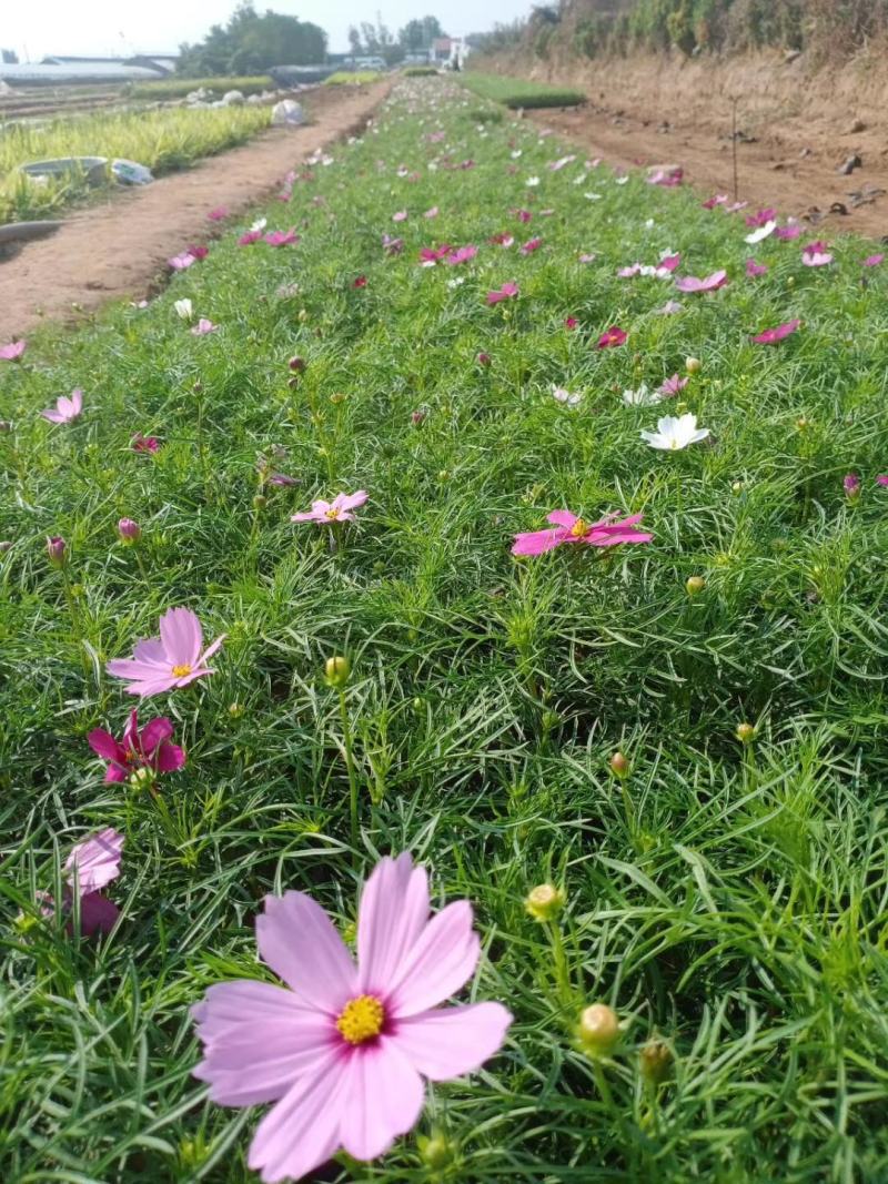 波斯菊，格桑花，基地直销，常年供应各种绿化苗木