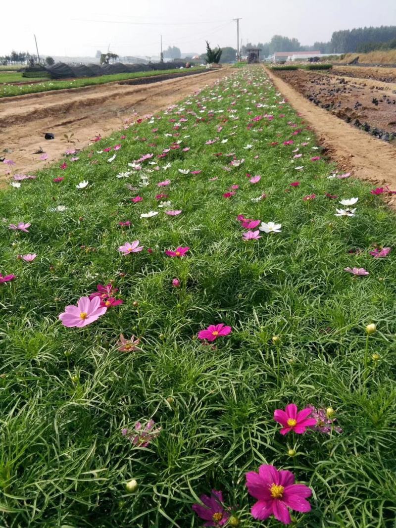 波斯菊，格桑花，基地直销，常年供应各种绿化苗木