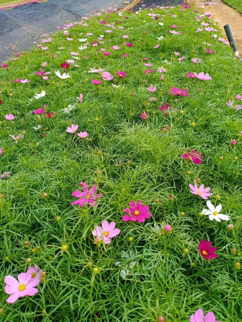 波斯菊，格桑花，基地直销，常年供应各种绿化苗木