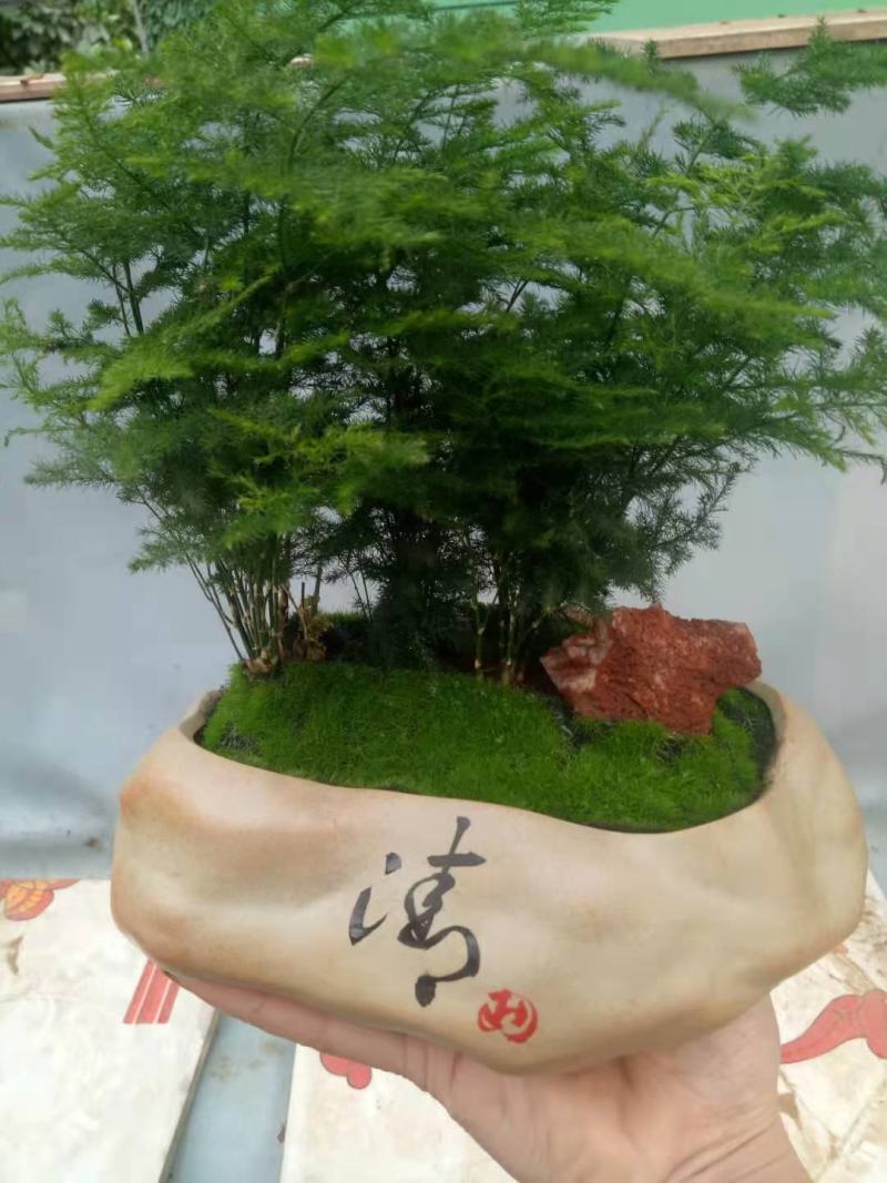 大量供应文竹，山东青州市全国花卉集散地