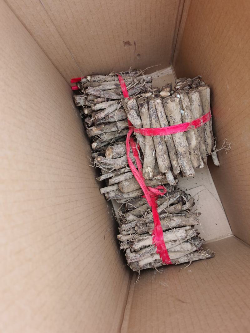 桐树根新品种速生9501品种杂交四倍体泡桐树根