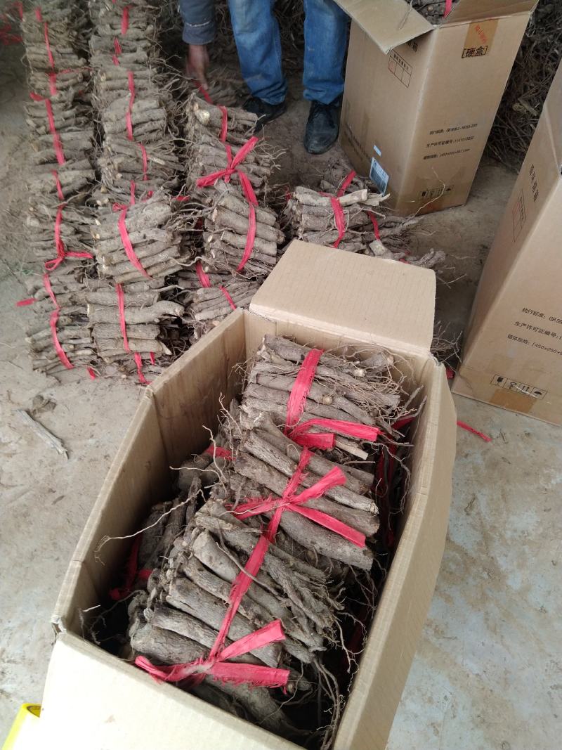 桐树根新品种速生9501品种杂交四倍体泡桐树根