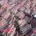 桐树根新品种速生9501品种杂交四倍体泡桐树根