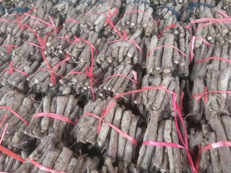 桐树根新品种速生9501品种杂交四倍体泡桐树根