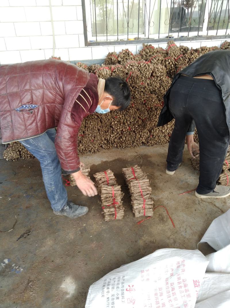 桐树根新品种速生9501品种杂交四倍体泡桐树根
