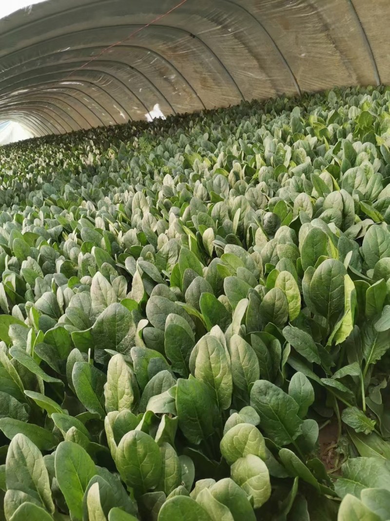 本地波菜，质量好量大，欢迎各位老板前来采购