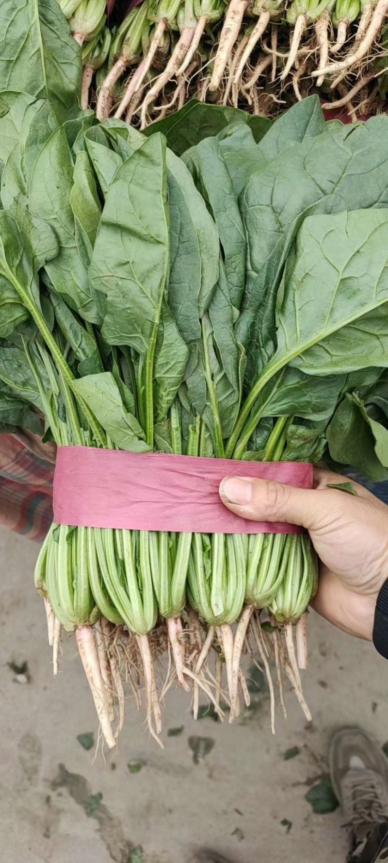 本地波菜，质量好量大，欢迎各位老板前来采购
