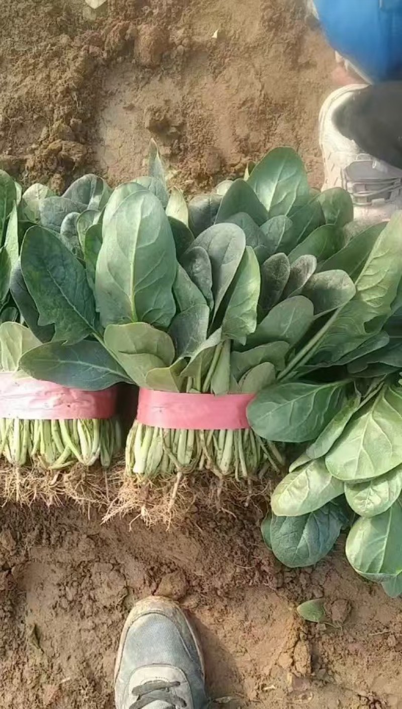 本地波菜，质量好量大，欢迎各位老板前来采购