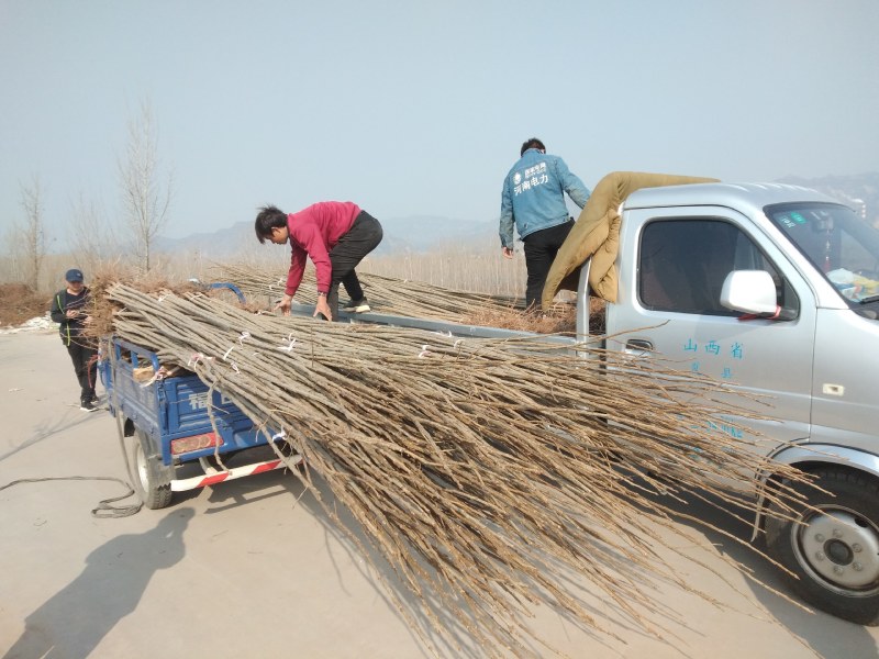 600精品好苗107杨树苗大量上市供应中，货源充足