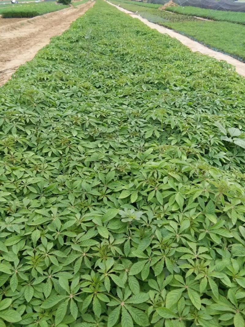 醉蝶花，基地直销，常年销售各种绿化苗木，