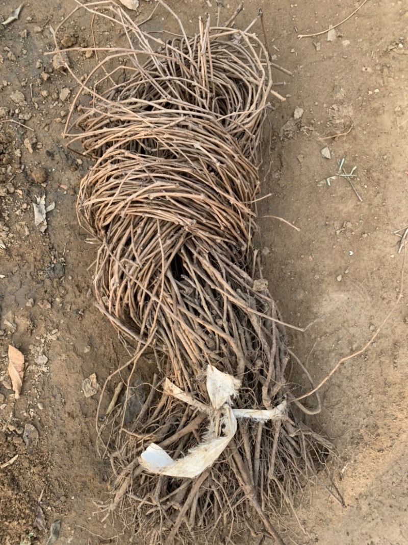 爬山虎苗五叶地锦自家苗百亩苗圃护坡固土山体绿化爬墙好成活