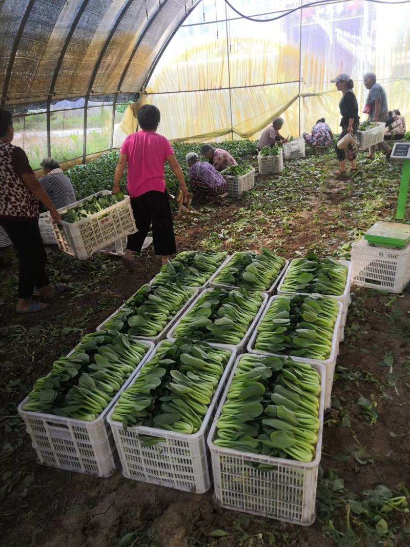 山东上海青基地直供，常年有货欢迎新老客户实地考察