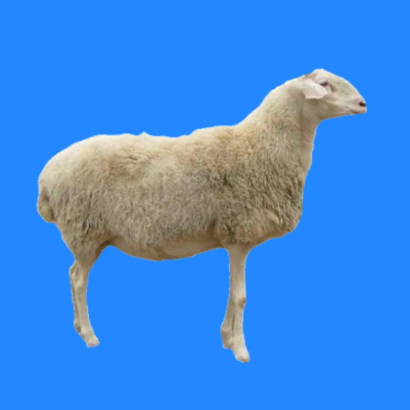 肉羊品种，小尾寒羊公母都有，养殖场直供，小尾寒羊基础母羊