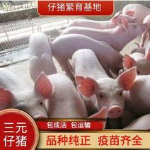 优质三元仔猪基地直供防疫完善品种齐全免费送猪