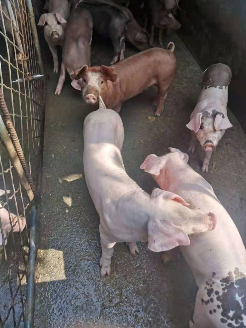 优质三元仔猪基地直供防疫完善品种齐全免费送猪