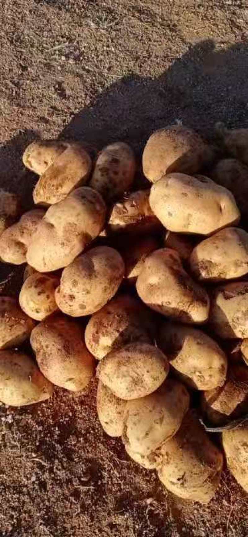 大量出售五川黄心土豆，V七，希森，226，全部黄心土豆