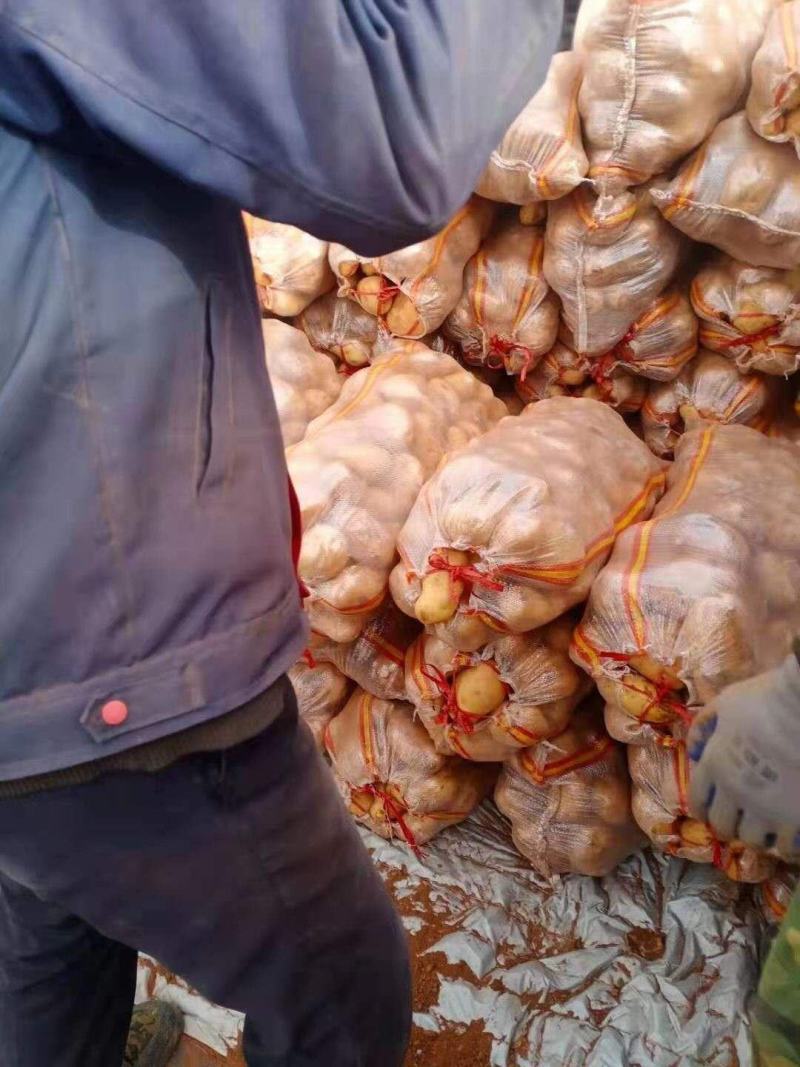 大量出售五川黄心土豆，V七，希森，226，全部黄心土豆