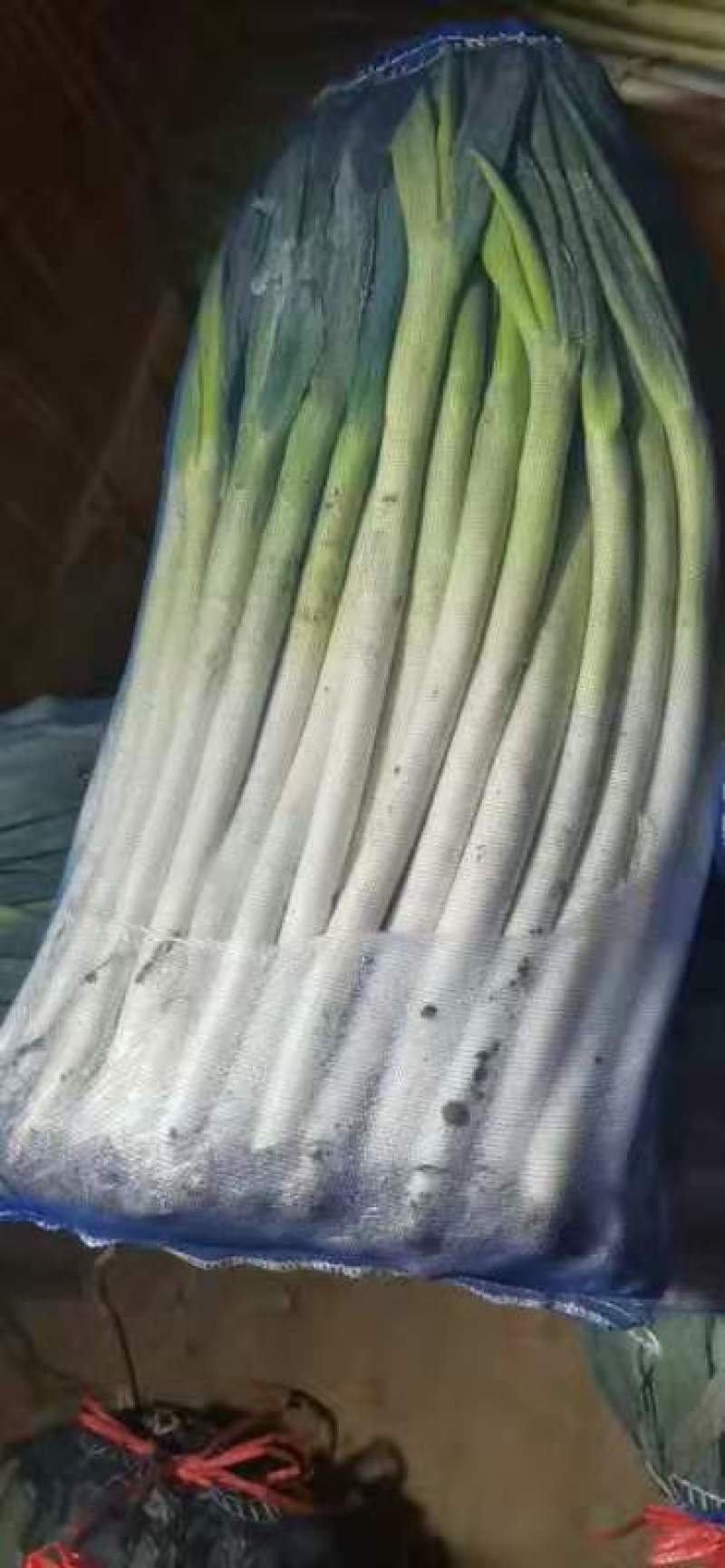 山东省景芝镇净葱常年现货供应，铁杆大葱毛葱净葱