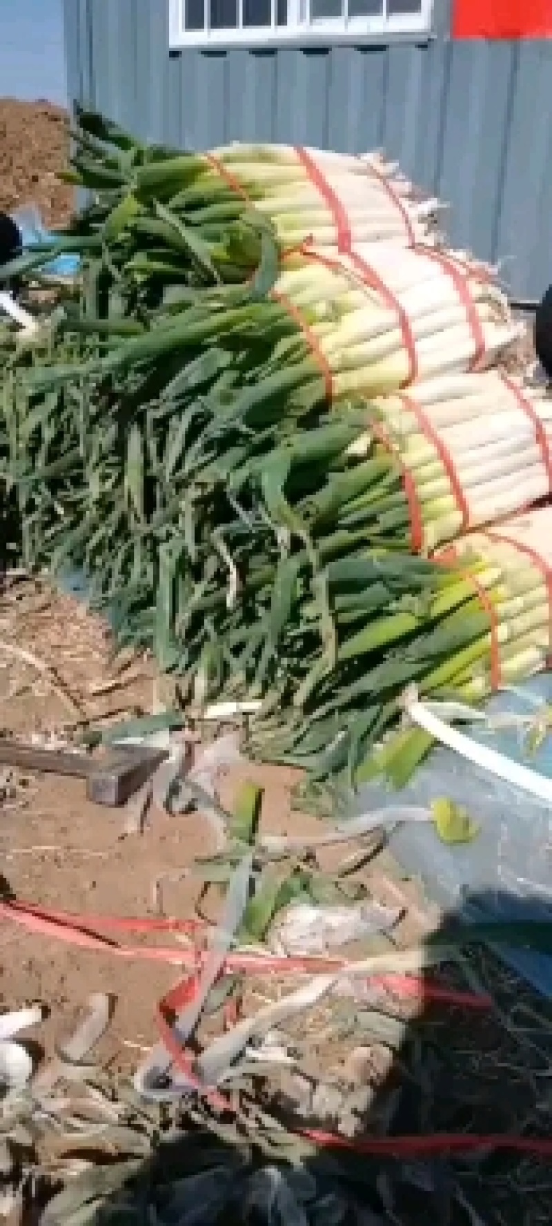 山东省景芝镇净葱常年现货供应，铁杆大葱毛葱净葱