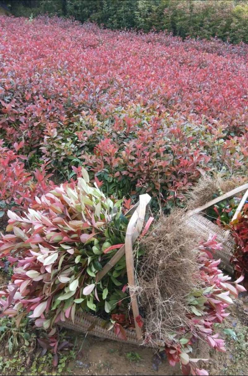 红叶石楠苗红叶石楠地插苗红叶石楠树苗石楠苗