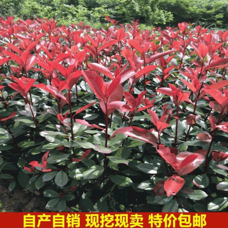 红叶石楠苗红叶石楠地插苗红叶石楠树苗石楠苗