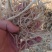 出售稻草揉丝小方包过夏草，无尘无膜质量上品联系我