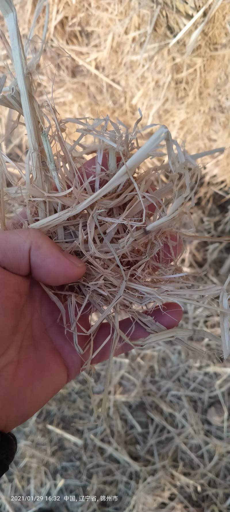 出售稻草揉丝小方包过夏草，无尘无膜质量上品联系我