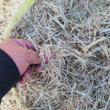 出售稻草揉丝小方包过夏草，无尘无膜质量上品联系我