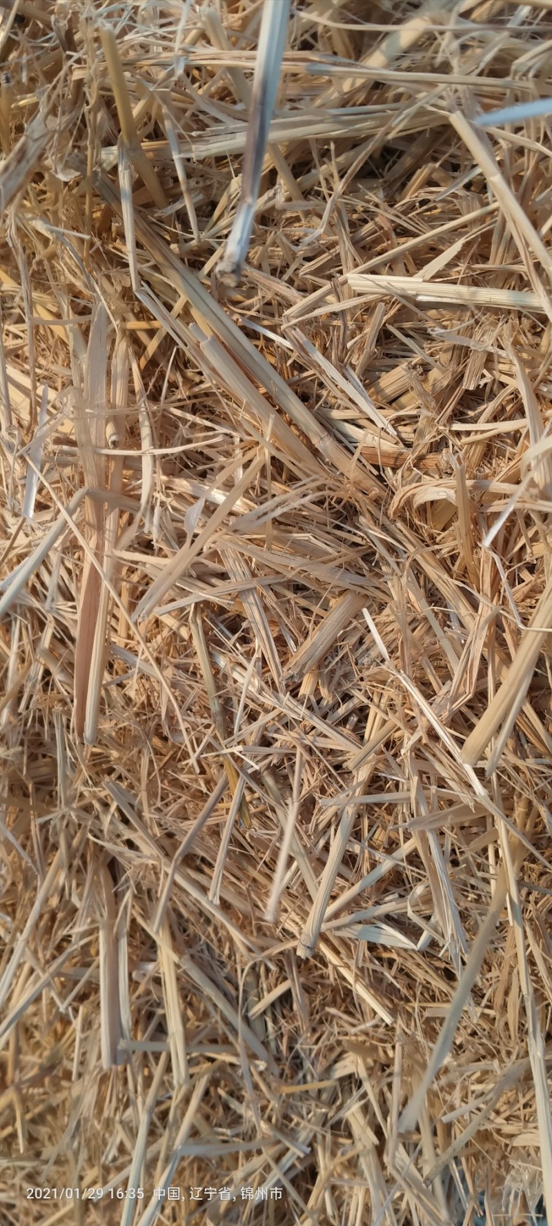 出售稻草揉丝小方包过夏草，无尘无膜质量上品联系我