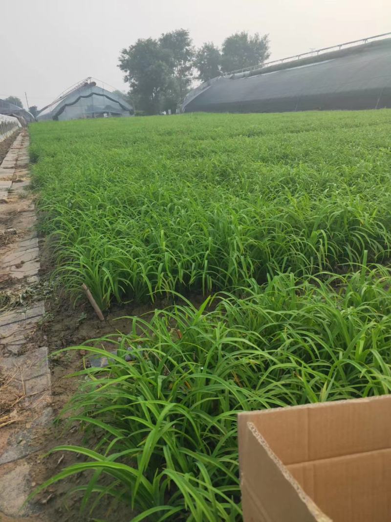 萱草，红运萱草，基地直销，常年供应各种绿化苗木