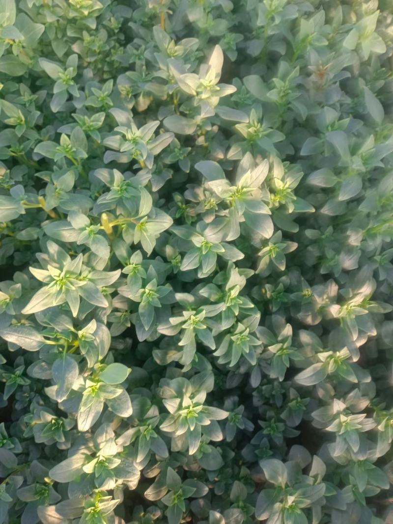 金鱼草新上市价格，金鱼草专业种植，金鱼草大量供应
