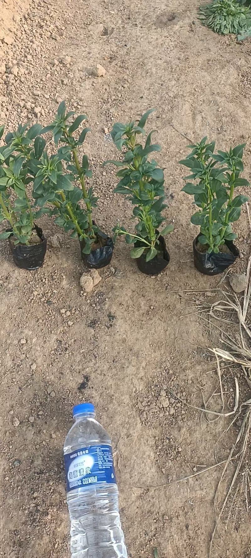 金鱼草新上市价格，金鱼草专业种植，金鱼草大量供应